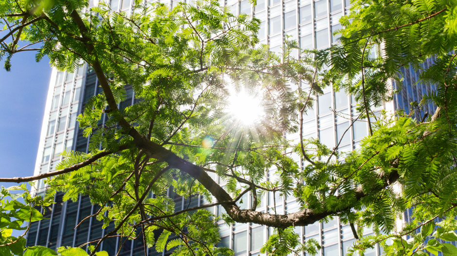 Sun reflecting through tree branches