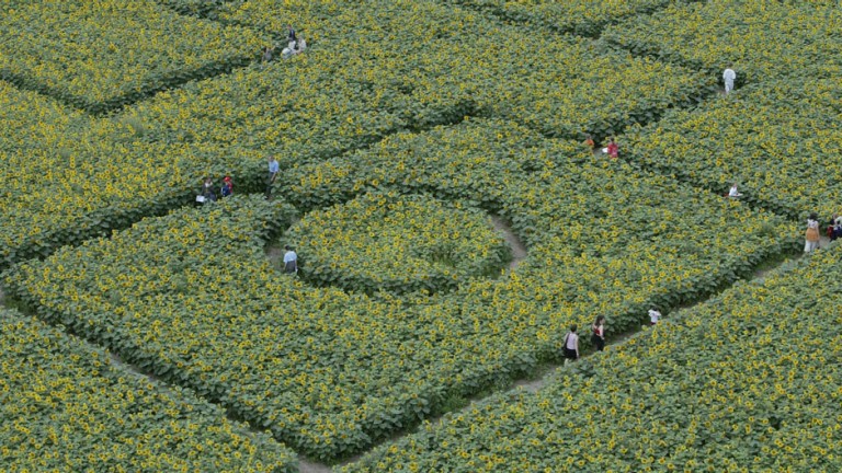 Visitors walk inside a labyrinth made of 600,000 sunflowers near the village of Storkow, about 50 km (31 miles) east of Berlin, July 24, 2004